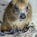 hutia_desmarest_chiq_jar_v_0290_cub2408.jpg